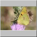 Colias hyale - Goldene Acht - Schmetterling w01b - Sandgrube Niedringhaussee.jpg